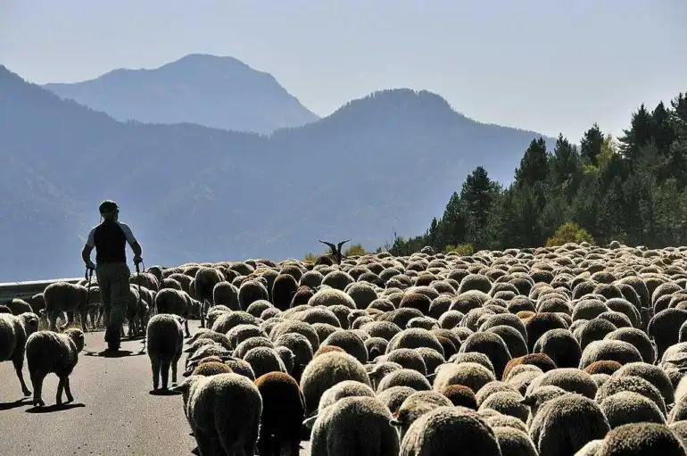 Brebis, vaches et chevaux retrouvent les hauteurs : le programme des transhumances en Bethmale