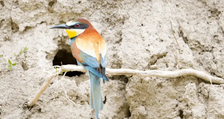 Une graviÃ¨re jugÃ©e pour la destruction dâ€™un nid de guÃªpier dâ€™Europe lors de travaux