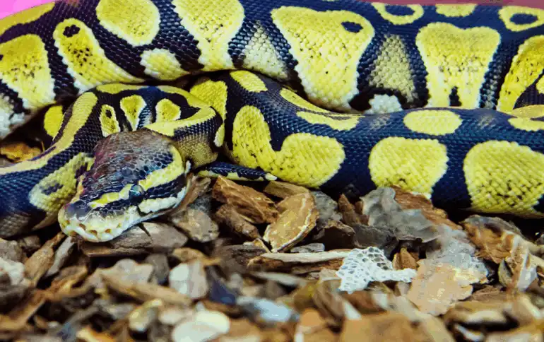 Toulouse : il se retrouve nez Ã  nez avec un python royal dans sa buanderie