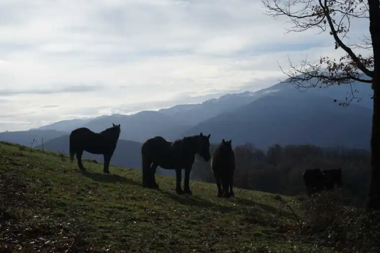 Une immersion nocturne avec les chevaux pour se reconnecter Ã  soi