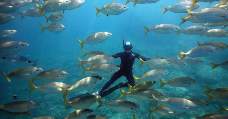 PyrÃ©nÃ©es Orientales : plongÃ©e libre au cÅ“ur de la rÃ©serve marine de CerbÃ¨re-Banyuls