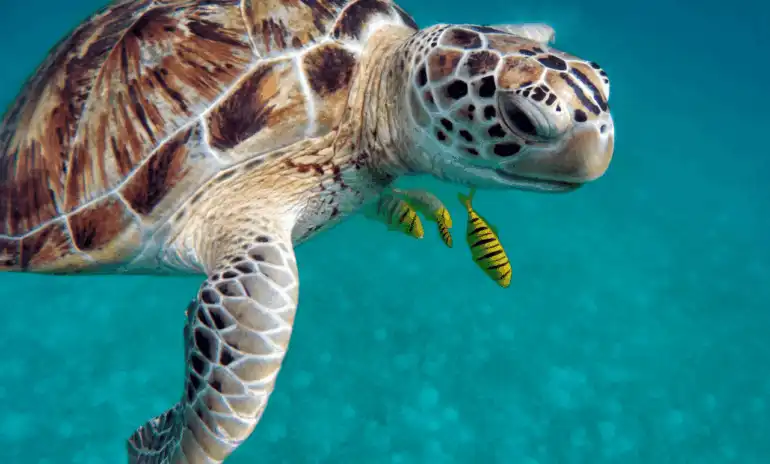 Des traces de tortue marine repÃ©rÃ©es sur la plage de Leucate : un espoir de nidification dans lâ€™Aude