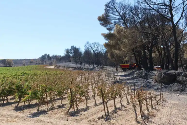 Aude : le syndicat des vignerons lance un appel Ã  la solidaritÃ© aprÃ¨s lâ€™incendie dÃ©vastateur