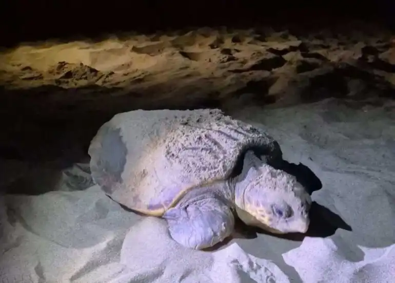 Â«Â On voit un changement dans le comportement de lâ€™espÃ¨ceÂ Â» : une tortue Caouanne pond sur la plage de Saint-Pierre-la-Mer