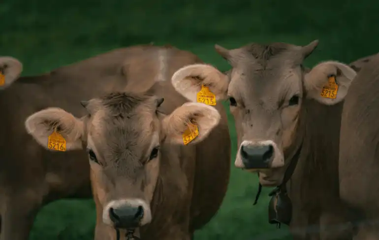AriÃ¨ge : la dermatose bovine sâ€™approche des PyrÃ©nÃ©es, les Ã©leveurs appelÃ©s Ã  redescendre leur troupeaux dâ€™estive