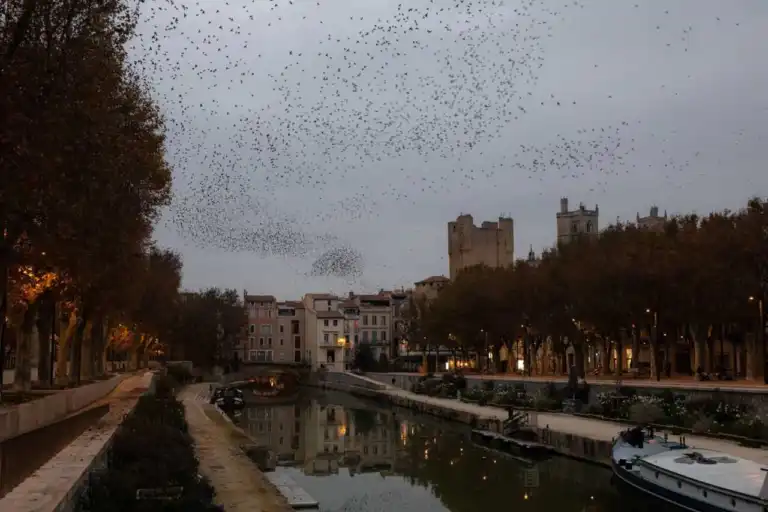 Narbonne intensifie ses opÃ©rations dâ€™effarouchement face aux fortes apparitions des Ã©tourneaux