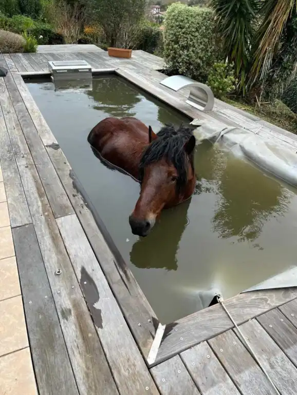 Un cheval sauvÃ© dâ€™une piscine dans les PyrÃ©nÃ©es-Atlantiques
