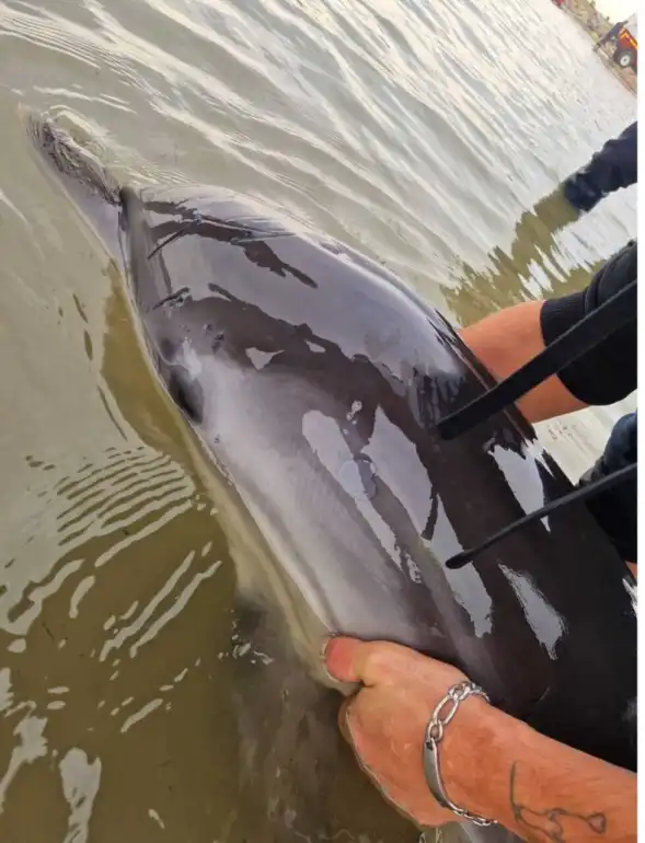 OpÃ©ration sauvetage : un dauphin secouru sur la plage des Chalets