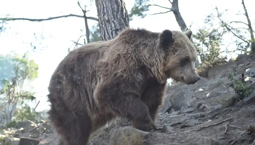 2048px-EcoZonia_-_Ursus_arctos_24