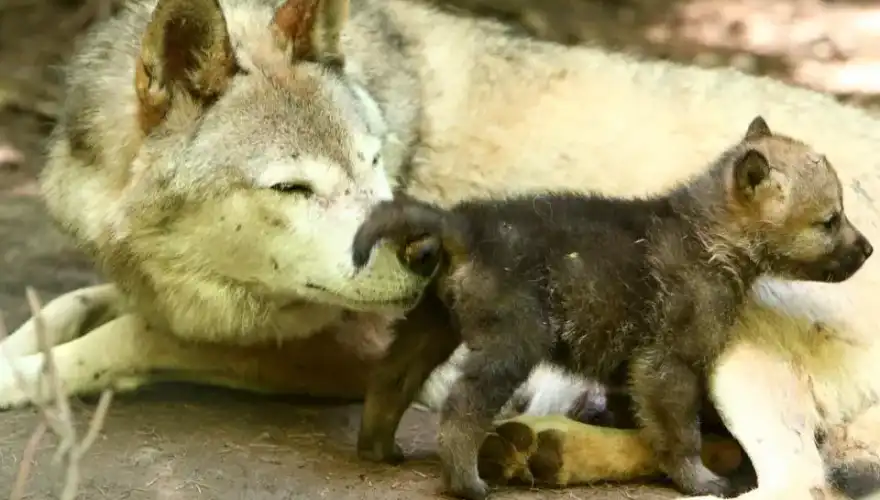 photo @maison des loups