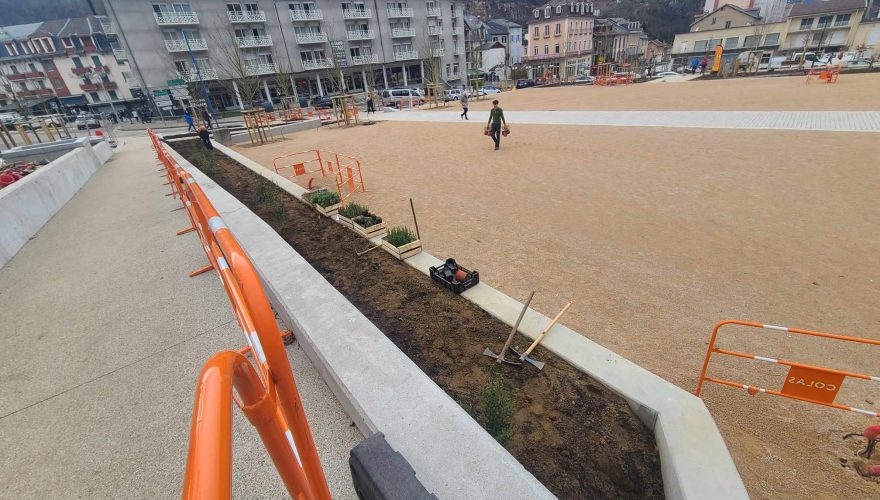 6 000 plants résistants à la sécheresse sont en cours de plantation