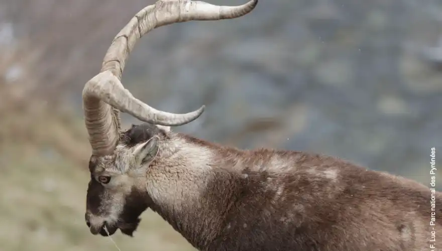 Crédits : F.Luc / Parc National des Pyrénées