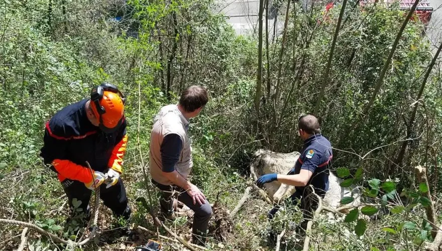 Après 3h d'intervention,la génisse a pu être extraite en toute sécurité de la zone périlleuse -Photo SDIS09