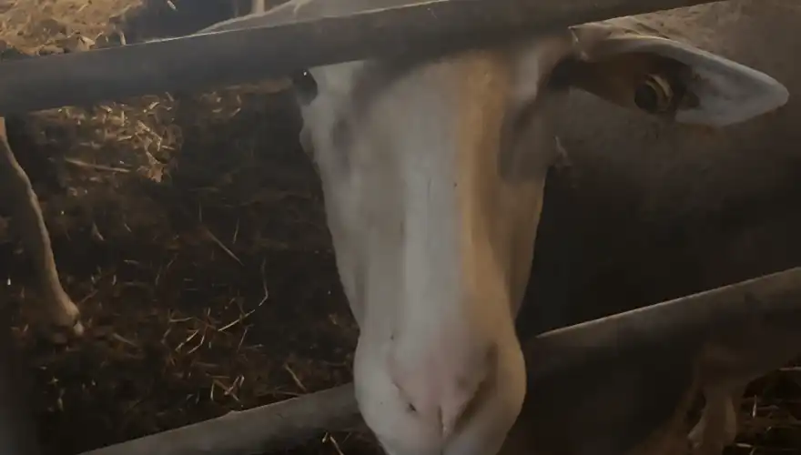 MOUTONS-3
