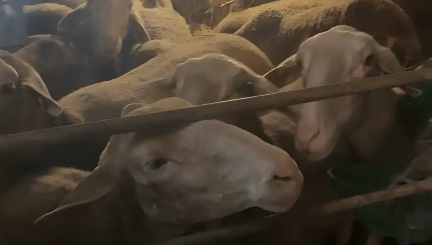 MOUTONS-6