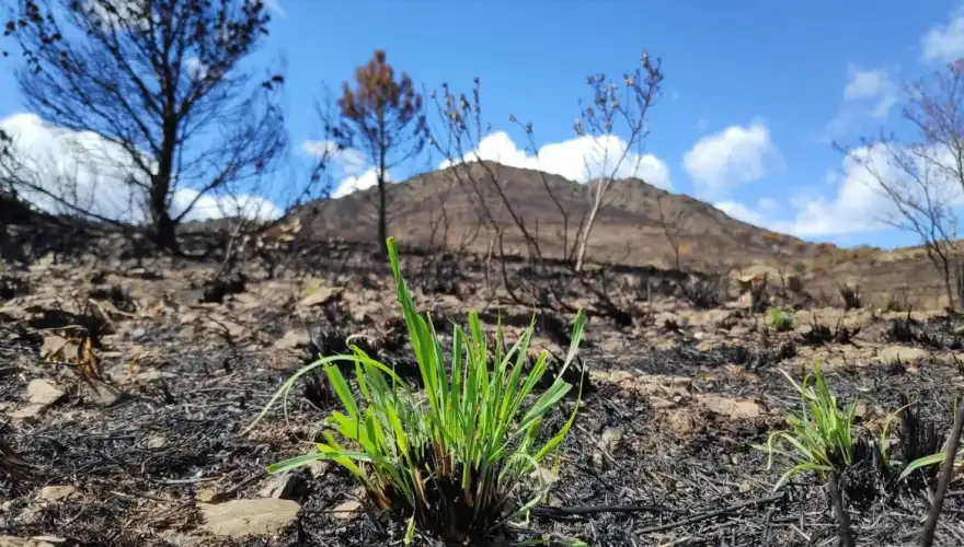 Le Parc naturel régional Corbières-Fenouillèdes : malgré les catastrophes, la nature reprend rapidement ses droits. ©PNR CF