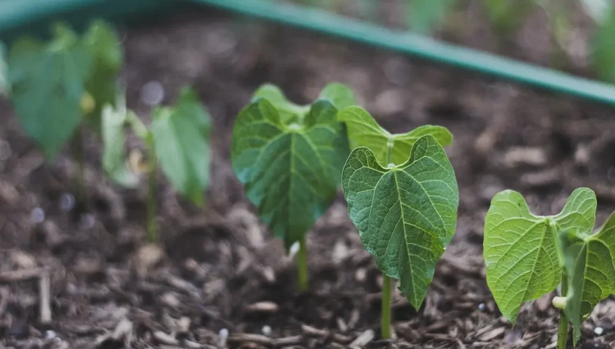 beans-5466103_1280