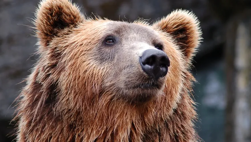 bear-1283347_1280
