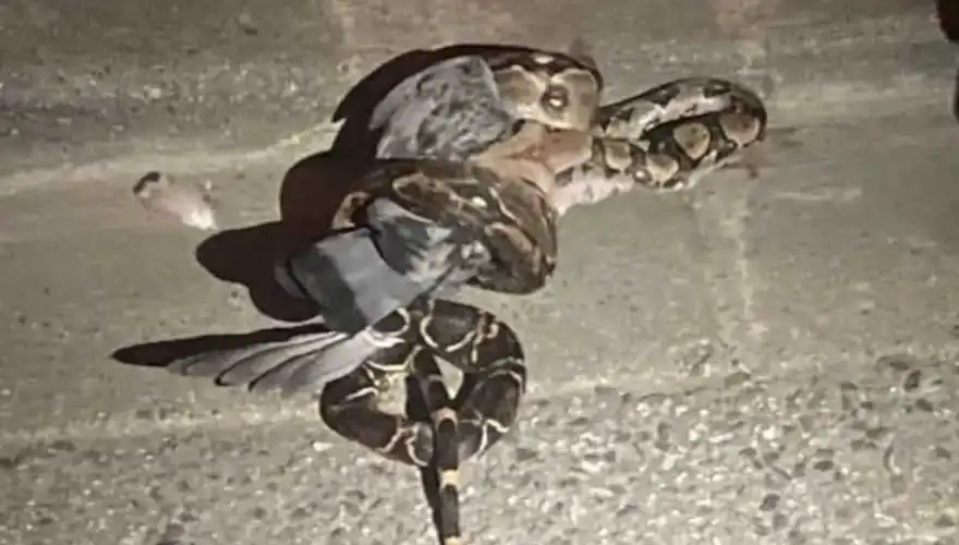 boa