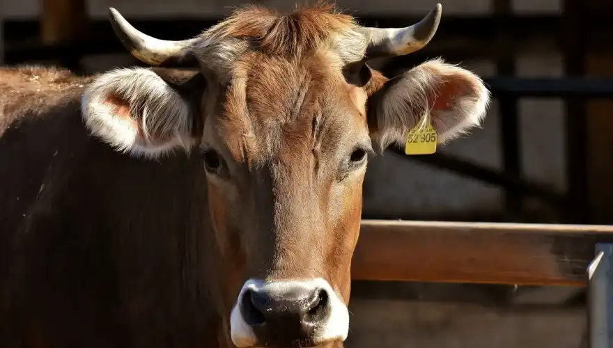 cow-3383624_1280