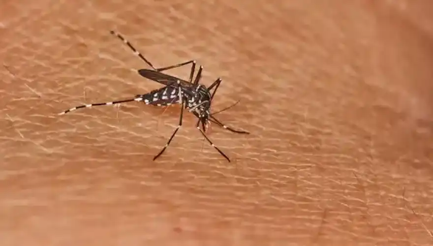 depositphotos_152992744-stock-photo-tiger-mosquito-sucking-blood-on