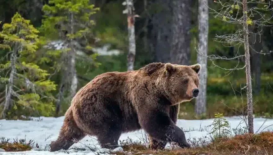 depositphotos_181136184-stock-photo-wild-brown-bear-spring-forest