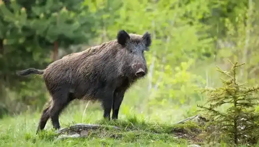 depositphotos_325176520-stock-photo-dominant-wild-boar-displaying-on