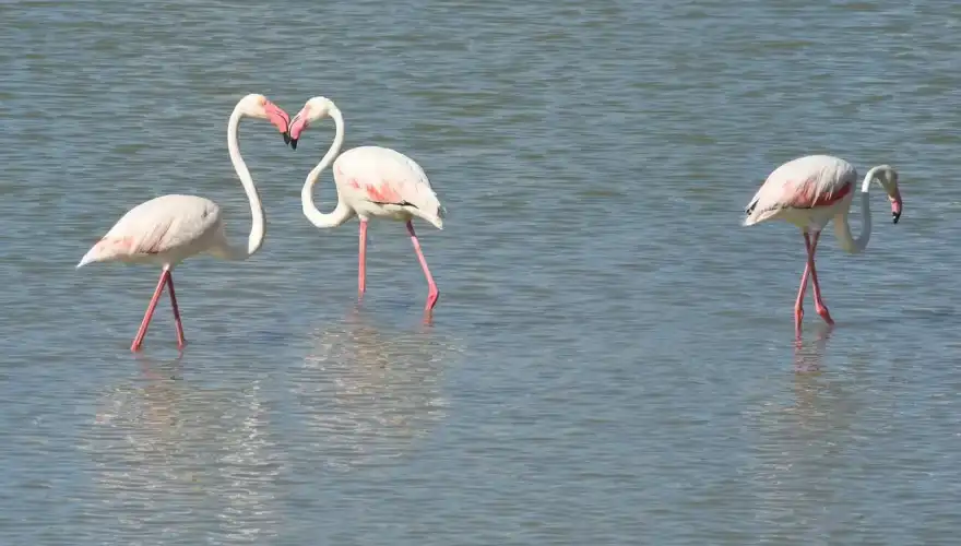 flamingo-912867_1280