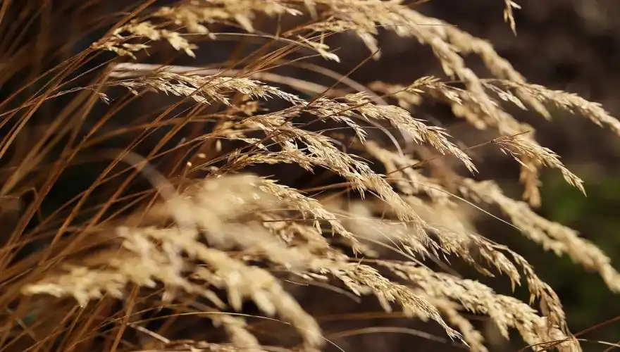 grass-7782293_1280