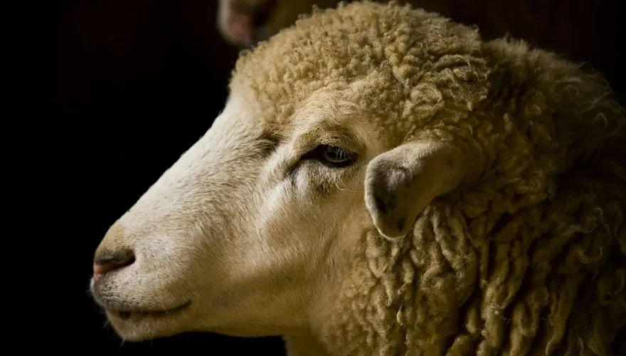 moutons