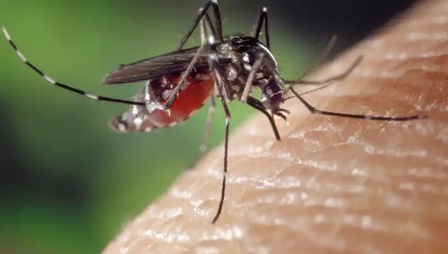 mosquito-1332382_1280