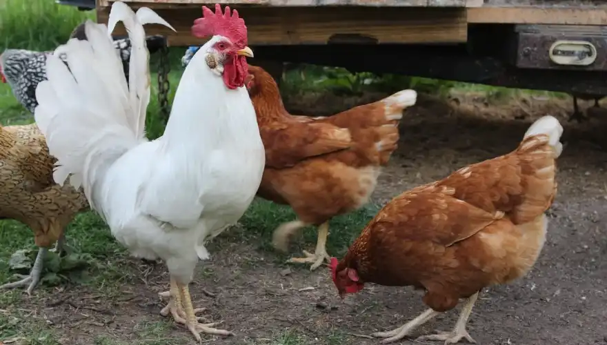 rooster-1001892_1280