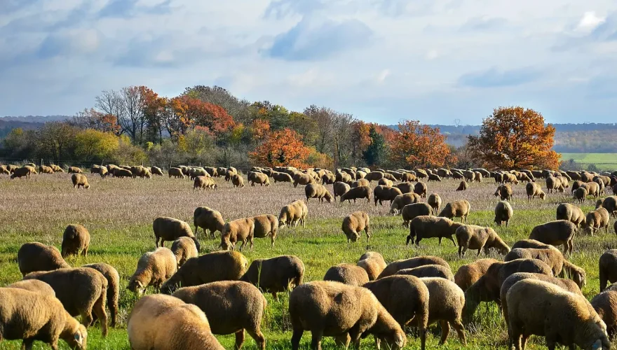 sheep-4916590_1280
