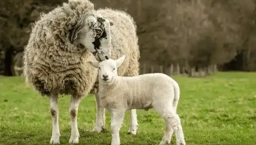 swaledale-mule-ewe-female-sheep-600nw-2432104675
