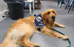 Ulyne, première chienne d’assistance judiciaire à Foix, entre en scène